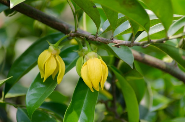 Árvore de Perfume (Flor de Ylang-Ylang)