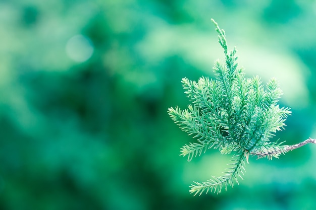 Árvore de pinheiro, fundo de juniper Evergreen. Papel de parede de Natal e Inverno