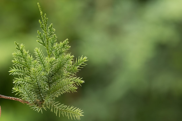 Árvore de pinheiro, fundo de juniper Evergreen. Papel de parede de Natal e Inverno