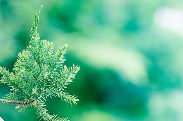 Árvore de pinheiro, fundo de juniper Evergreen. Papel de parede de Natal e Inverno