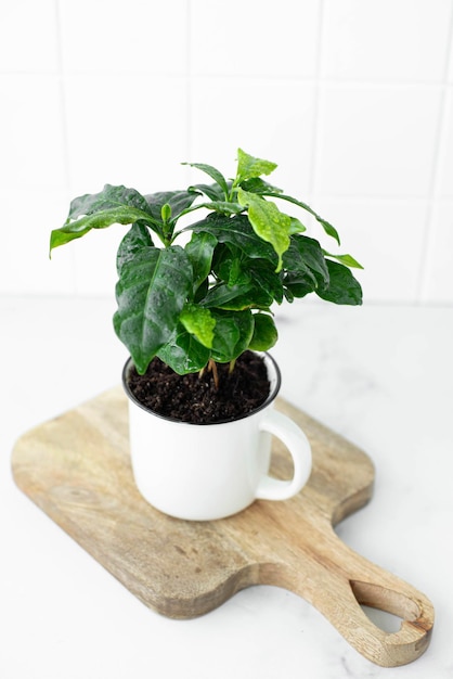 Árvore de planta de café em uma caneca de cerâmica branca