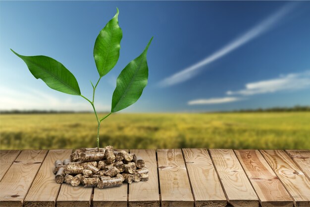 Árvore de planta em crescimento no fundo