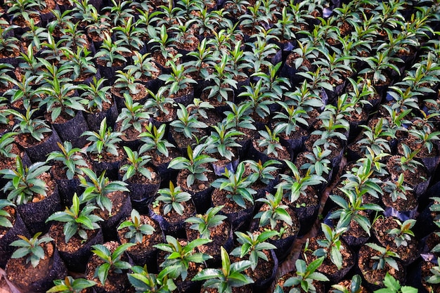 Árvore de planta jovem em saco de mudas de solo para plantio