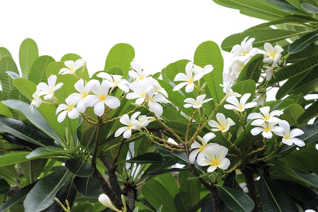 Árvore de plumeria com flores e céu