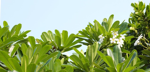 Árvore de plumeria com flores e céu