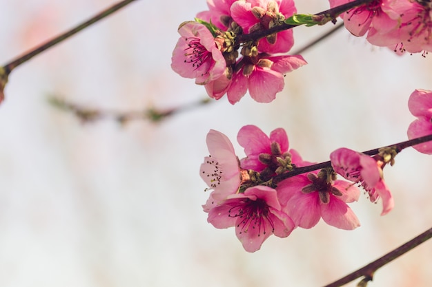 Árvore de primavera com flores cor de rosa