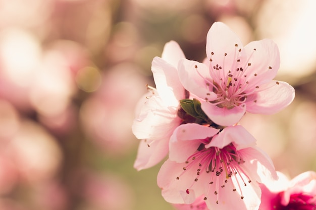 Árvore de primavera com flores cor de rosa