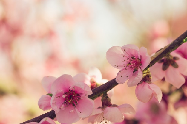 Árvore de primavera com flores cor de rosa