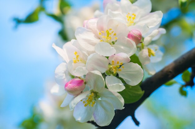 Árvore de primavera de florescência no jardim close-up