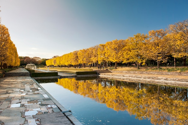 Árvore de ramo de folhas de Ginko amarelo colorido