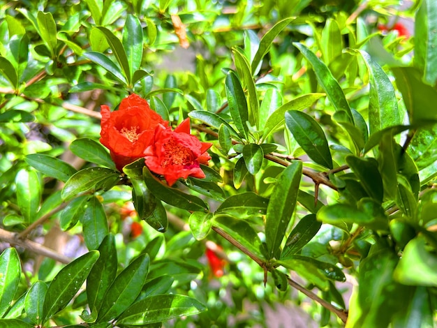 Árvore de romã com flores Fundo de romã