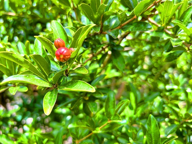 Árvore de romã com flores Fundo de romã