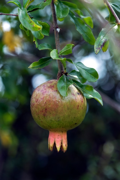 Árvore de romã com frutos maduros