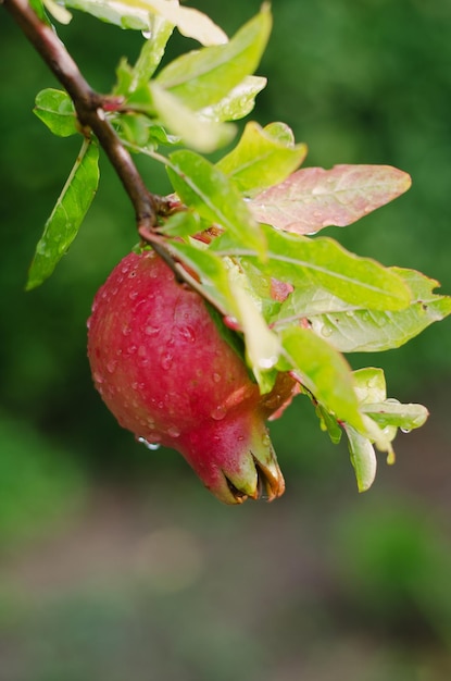 Árvore de romã no jardim com frutas vermelhas maduras no galho close-up. Alimentos saudáveis orgânicos