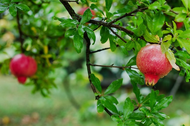 Árvore de romã no jardim com frutas vermelhas maduras no galho close-up. Alimentos saudáveis orgânicos