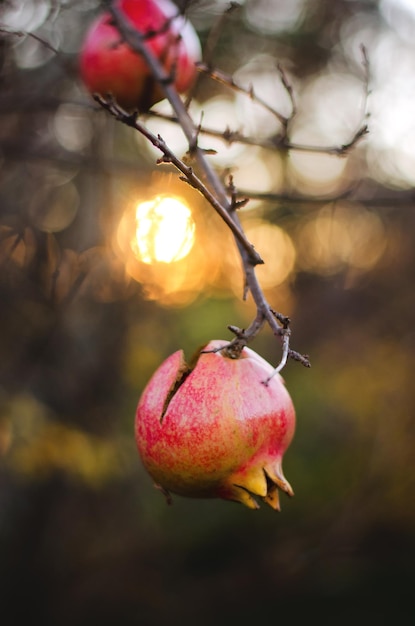 Árvore de romã no jardim com frutas vermelhas maduras no galho close-up. Alimentos saudáveis orgânicos.