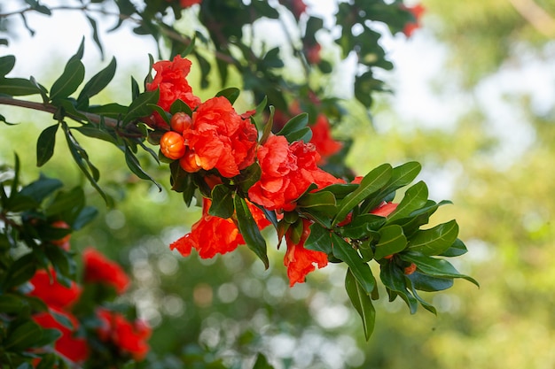 Árvore de romã no jardim