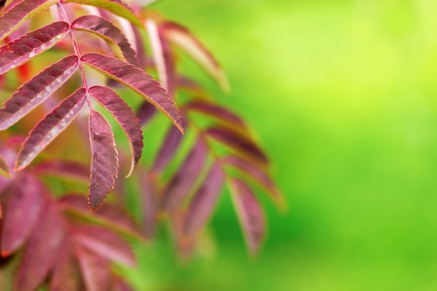 Árvore de Rowan de folhas de outono no fundo desfocado verde