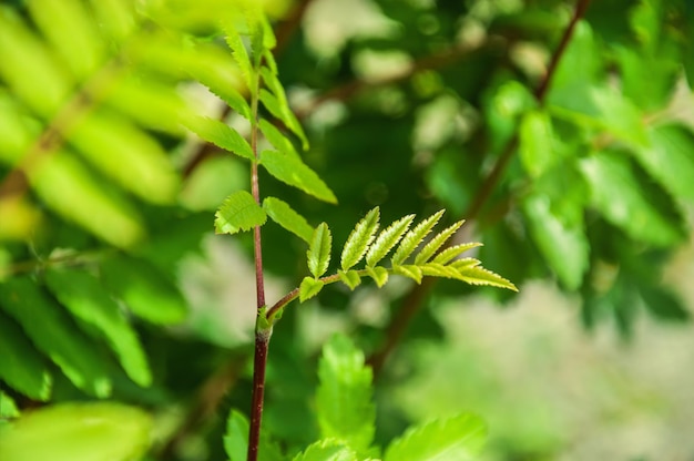 Árvore de rowan verde em uma floresta. Imagem macro com pequena profundidade de campo. Fundo de verão.