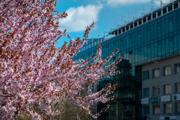 Árvore de sakura florescendo no dia ensolarado de primavera