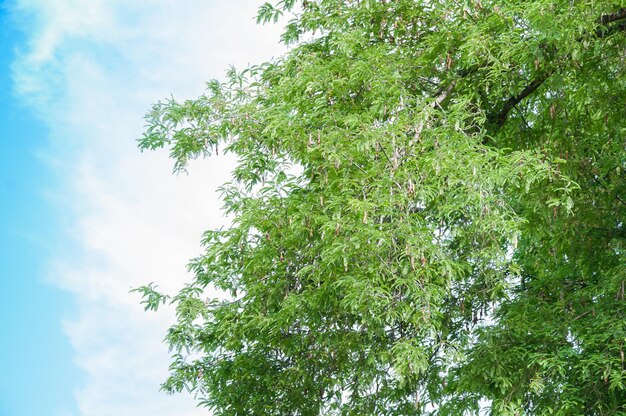 Árvore de tamarindo Vagem de tamarindo no fundo do céu azul