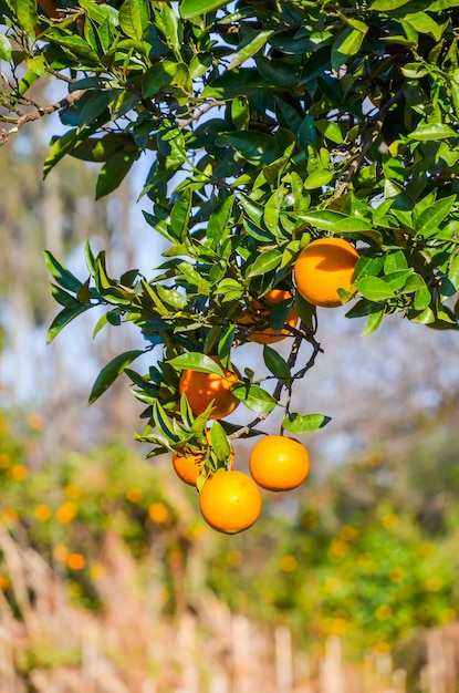 Árvore de tangerina em um jardim botânico.