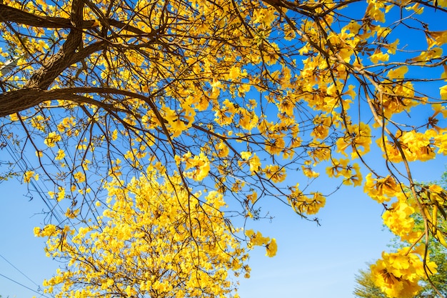 Árvore de trombeta dourada no parque dentro no fundo do céu azul.