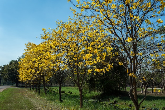 Árvore de trombeta dourada no parque no fundo do céu azul. Phitsanulok, Tailândia.