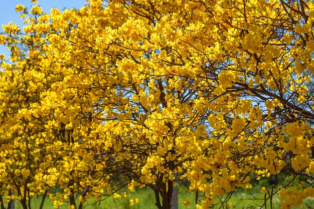 Árvore de trompete dourado no parque em azul