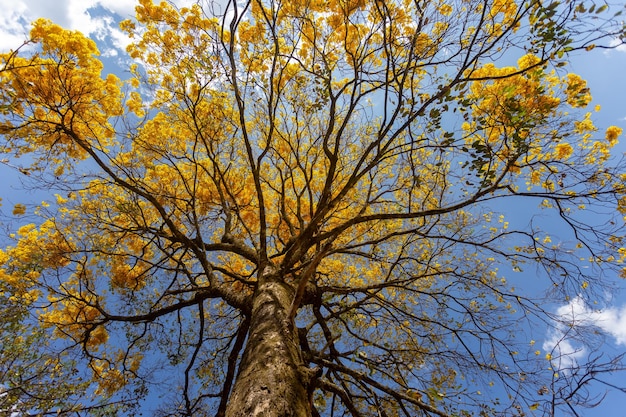 Árvore de trompete dourado ou árvore de ipe amarelo Handroanthus chrysotrichus