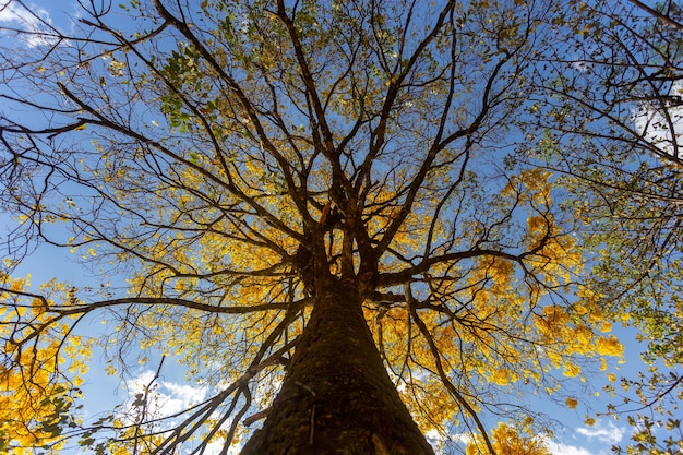 Árvore de trompete dourado ou árvore de ipe amarelo Handroanthus chrysotrichus