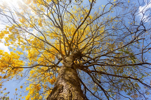 Árvore de trompete dourado ou árvore de ipe amarelo Handroanthus chrysotrichus