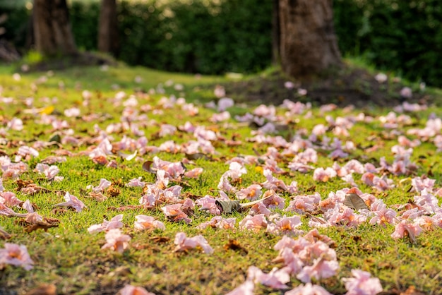 Árvore de trompete rosa caindo no chão de grama