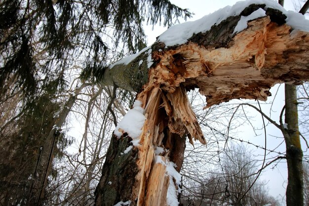 Árvore de tronco quebrado de inverno