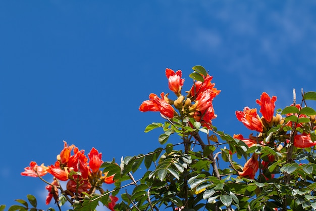 Árvore de tulipa africana ou chama da floresta