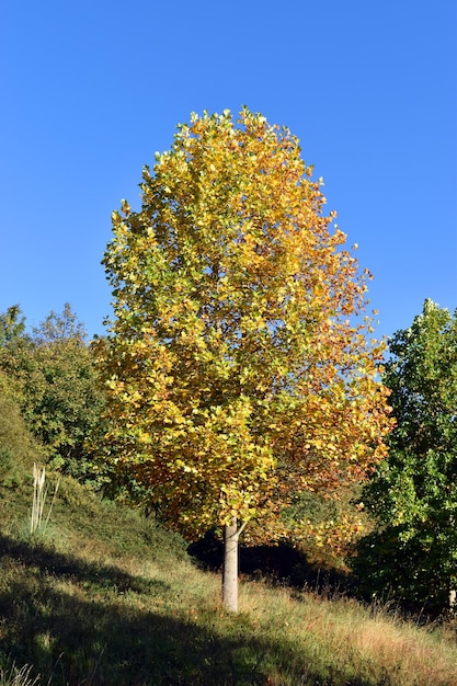 Árvore de tulipa (Liriodendron tulipifera) com folhagem de outono