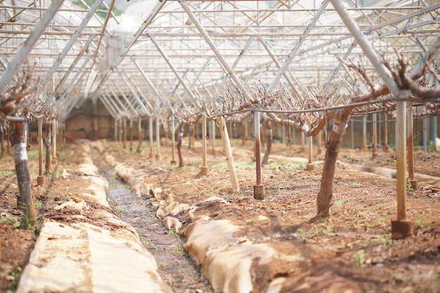 Árvore de uva fruta planta crescendo em fazenda de vinhedo. pomar de viticultura