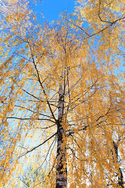 Árvore de vidoeiro no outono
