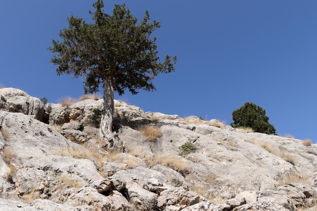 Árvore de zimbro crescendo nas montanhas Taurus da Turquia