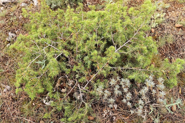 Árvore de zimbro e seus frutos Juniperus communis