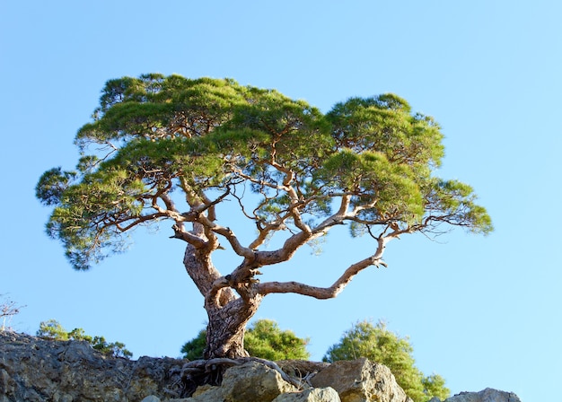 Árvore de zimbro na rocha no fundo do céu (reserva "Novyj Svit", Crimeia, Ucrânia).