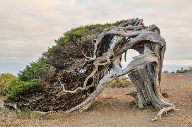 Árvore de zimbro retorcida moldada pelo vento em El Sabinar, ilha de El Hierro