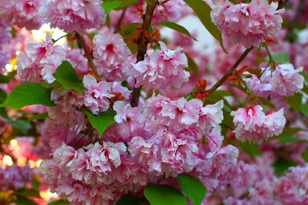 Árvore decorativa japonesa Sakura. Floração rosa na primavera.