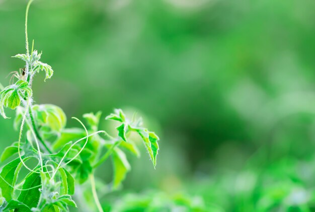 Árvore deixa bokeh para fundo de natureza e salvar o conceito verde