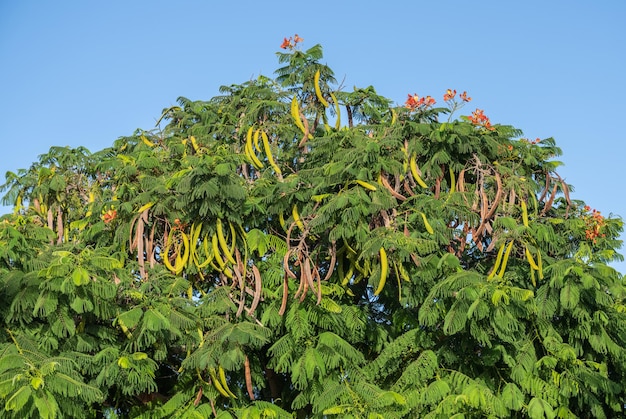Árvore Delonyx regia com vagens penduradas nela