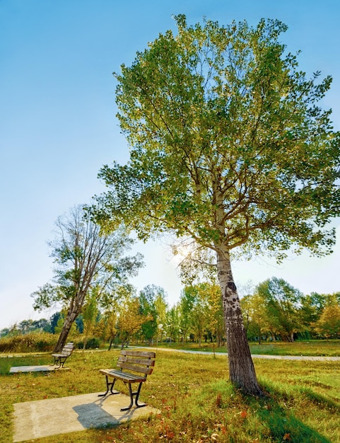 Árvore do banco e um parque no verão ou na primavera durante o dia para sustentabilidade em um céu azul claro Natureza e paisagem da Terra com uma bela vista da grama verde em um campo aberto no campo