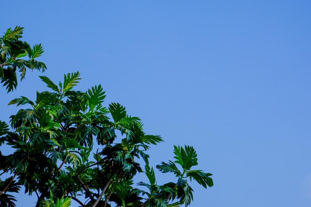Árvore do fruto do pão isolada no fundo do céu azul copiar o espaço ou a borda do quadro