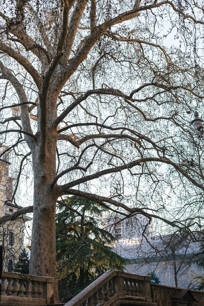 Árvore do sicômoro na terraplenagem na cidade de Verona