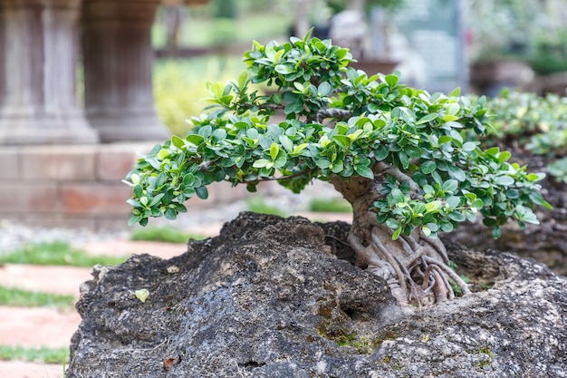 Árvore dos bonsais no potenciômetro cerâmico no jardim dos bonsais. Bonsai pequeno para decoração exterior interior