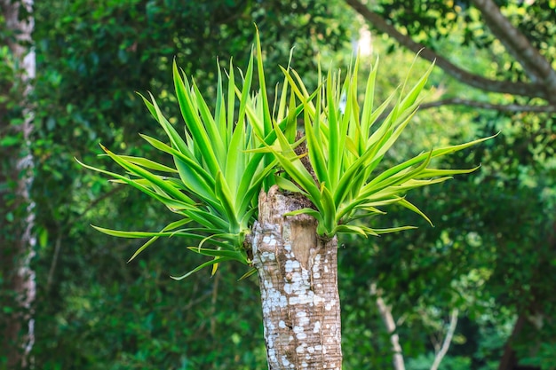 Árvore Dracaena